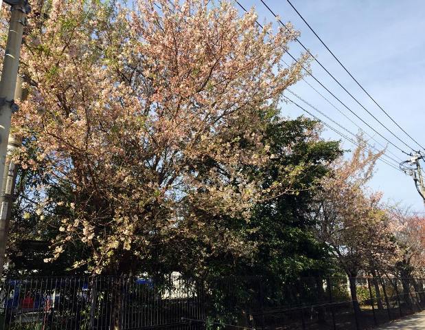 sakura3